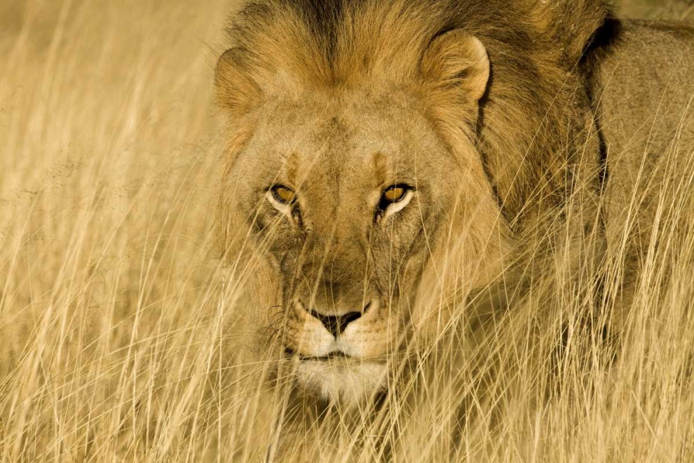 Africa, Namibia Male lion in dry grass